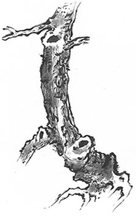Chinese style drqing of a tree by Rinus Schulz