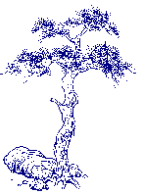 Taoist tree art Rinus Schulz